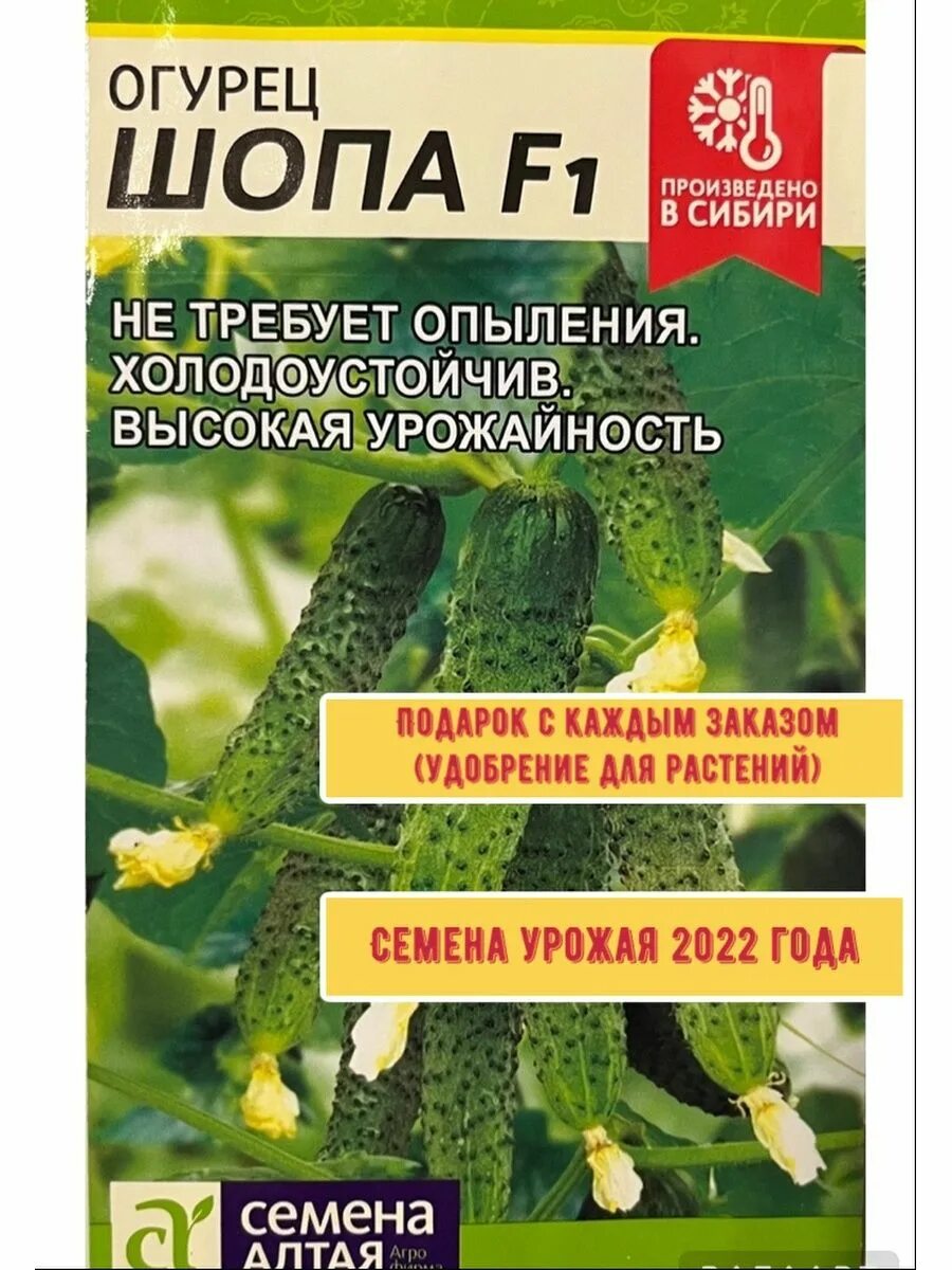 Огурец шопа f1. Огурец шопа семена алтая. Огурец алтай семена алтая. Огурец шопа семена алтая отзывы. Огурец шопа отзывы фото.
