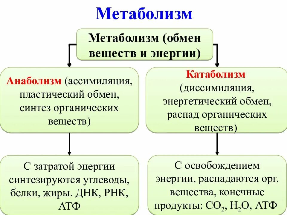 Органические вещества при пластическом обмене