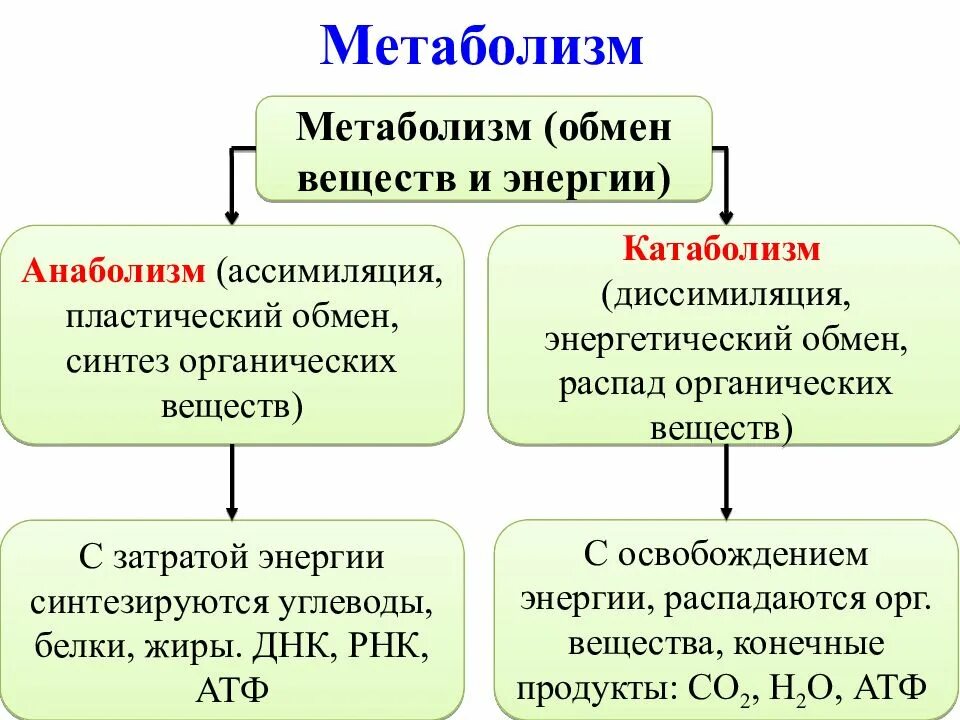 Реакции с затратой энергии. Обмен веществ энергетический и пластический схема. Этапы обмена веществ схема. Метаболизм катаболизм и анаболизм энергетический и пластический. Схема обмен веществ и энергии пластический и энергетический обмен.