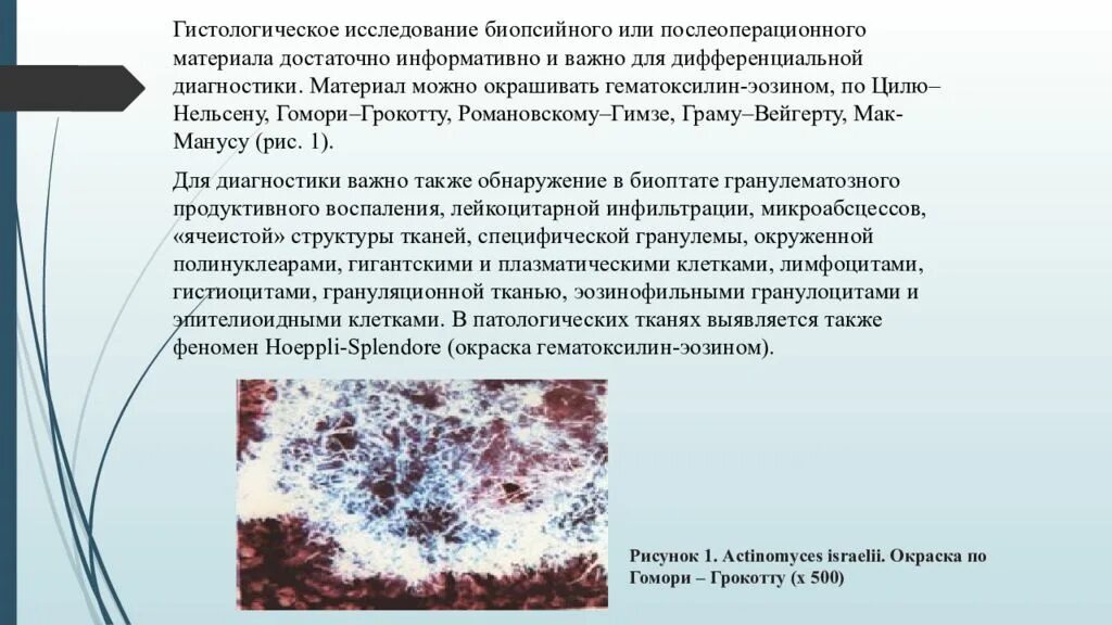 Время гистологического исследования