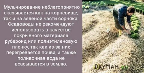 Агротехнические меры борьбы с сорняками