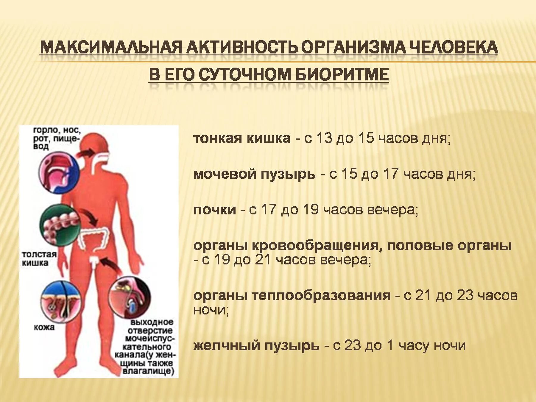 Установлено что период активности когда уровень физиологических