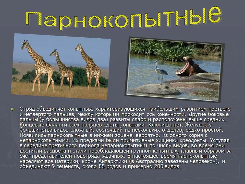 Описание животного мира какие группы преобладают примеры Видеоурок разнообразие животных плешаков 3 класс