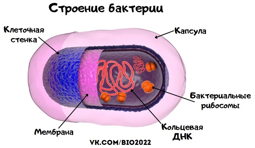 Бактерии ЕГЭ биология. Клетка бактерии ЕГЭ биология. Клетка бактерии ЕГЭ. Бактерии ОГЭ. Огэ биология бактерии