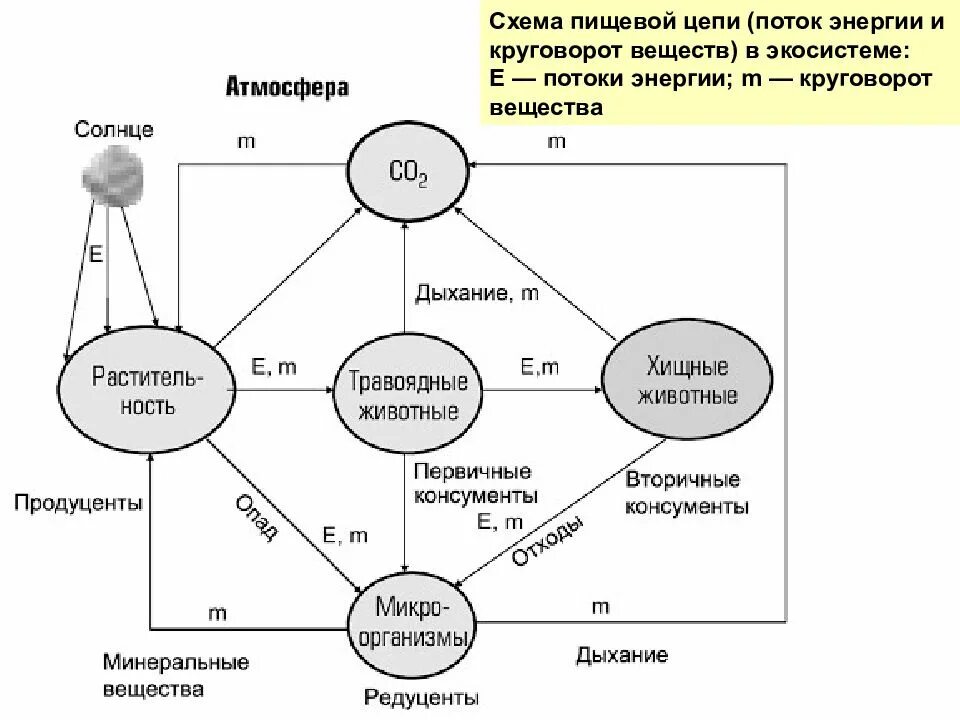 Круговорот веществ и энергии в экосистемах. Трансформация энергии в экосистеме. Круговорот веществ и энергии в экосистемах. Круговорот веществ и энергии в экосистемах. Круговорот веществ и поток энергии в экосистеме.