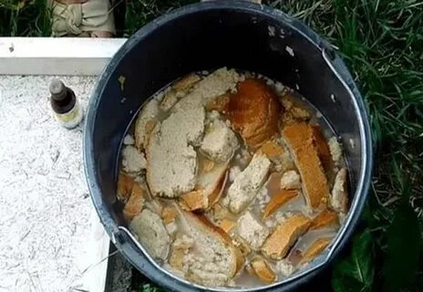 Настой хлеба подкормка