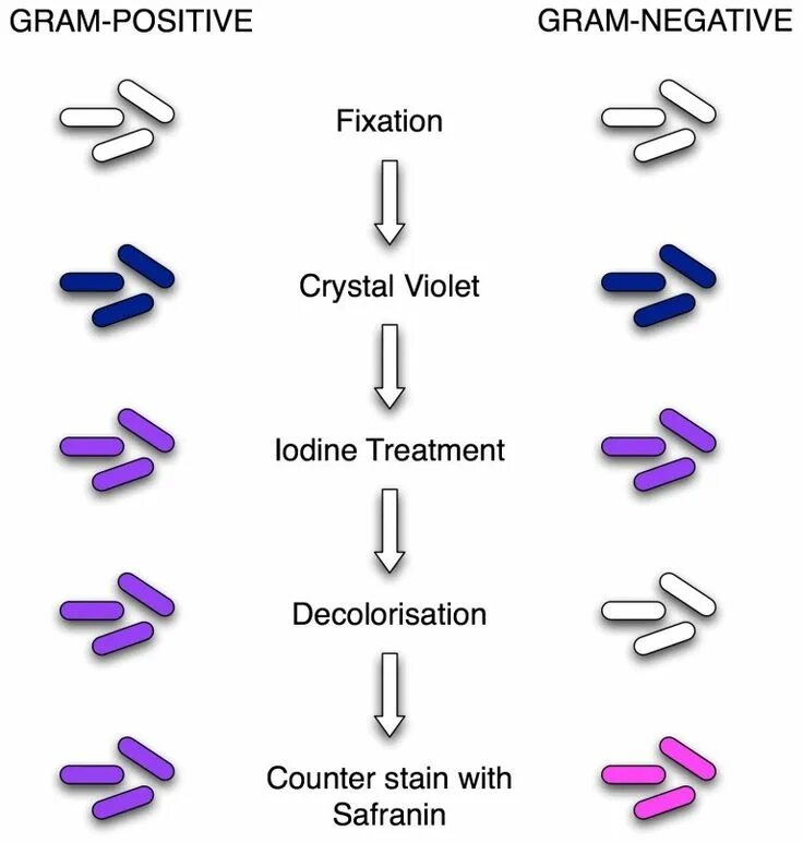 T gram. Грамположительные бактерии. gram staining. gram staining e. coli. gram staining of bacteria.