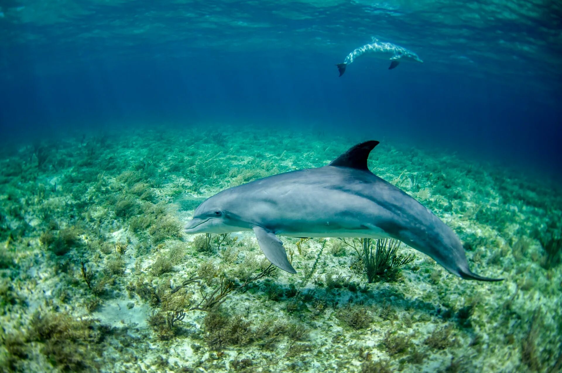 Обитание в толще воды. Дельфин-Афалина. Дельфин Афалина и рыбы. Черноморская Афалина. Водные обитатели.