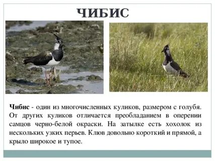 Главная мысль рассказа чибисы
