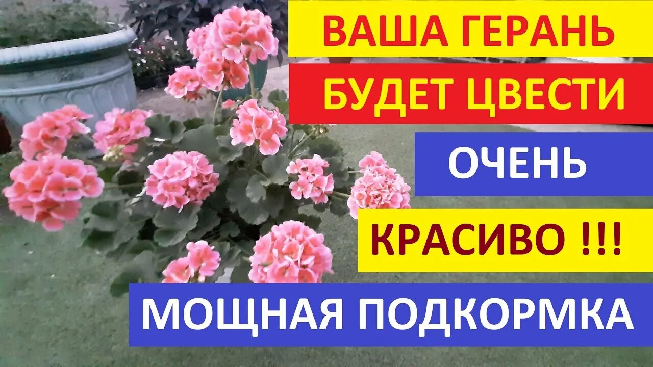 Чем подкормить герань. Подкормка пеларгонии для обильного цветения. Чем подкормить герань для обильного цветения в домашних условиях. Герань уход в домашних условиях желтеют листья подкормка герани.