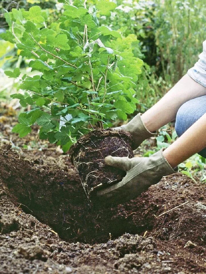 Высадка кустарников. Посадка кустарников. Шпосалка кустарников и деревьев. На каком расстоянии сажать гортензии друг