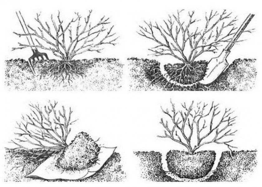 Посадка крыжовника осенью. Посадка кустов смородины весной. Посадка смородины осенью. Рассаживаем куст смородины. Высадка смородины