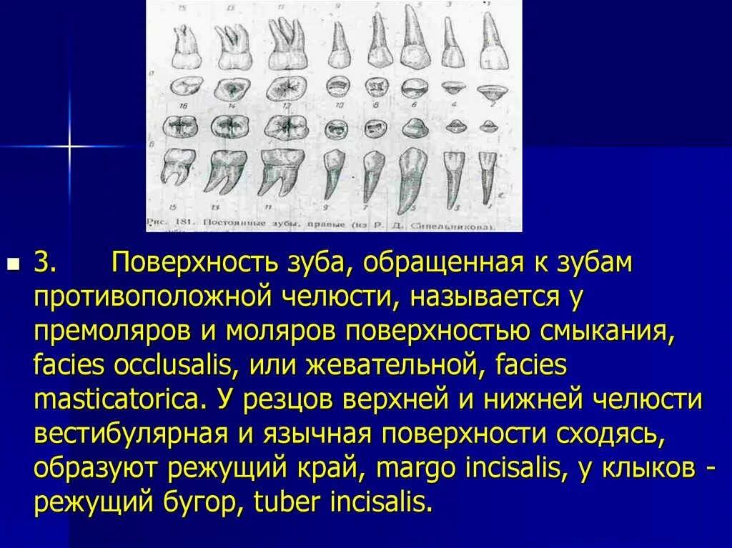 Как называется поверхность зуба. Поверхности зуба. плоскости зуба анатомические. поверхности коронки зуба.