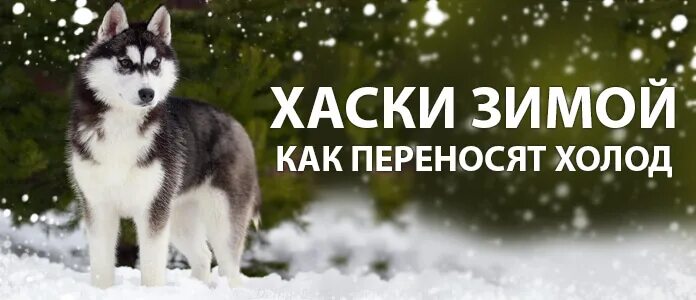 Легче переношу холод. Хаски зимний дух. Хаски зимний холодок. Шерсть хаски зимой и летом. Комбинезон хаски зимний.