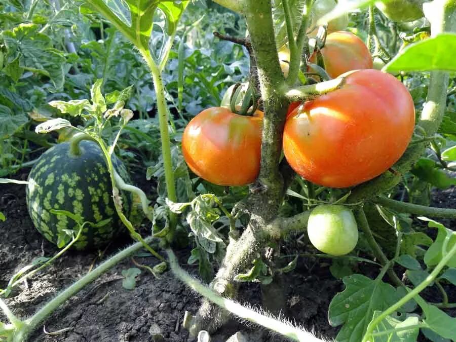 Можно ли садить помидоры рядом. Помидоры в огороде. Томаты на грядке. Помидоры бахча. Куст помидора.