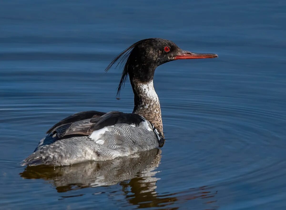 Большой крохаль Mergus Merganser. Длинноносый крохаль птица. Средний (длинноносый) крохаль. Длинноносый крохаль самка. Крохаль птица