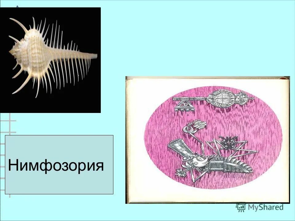 Нимфозория была выкована из. Нимфозория была выкована из. Подкованная нимфозория. Металлическая блоха. Нимфозория была выкована из.