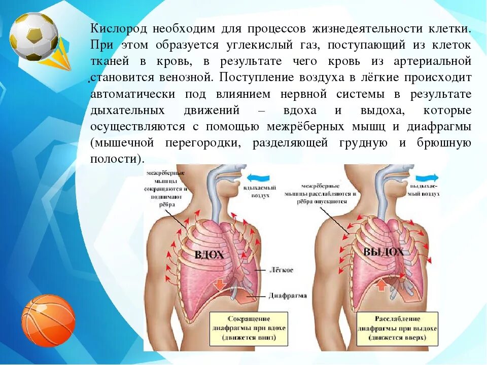 Откуда кислород. Как кислород поступает в организм. Путь кислорода в организме человека. Поступление кислродав организм. Кислород необходим организму для.