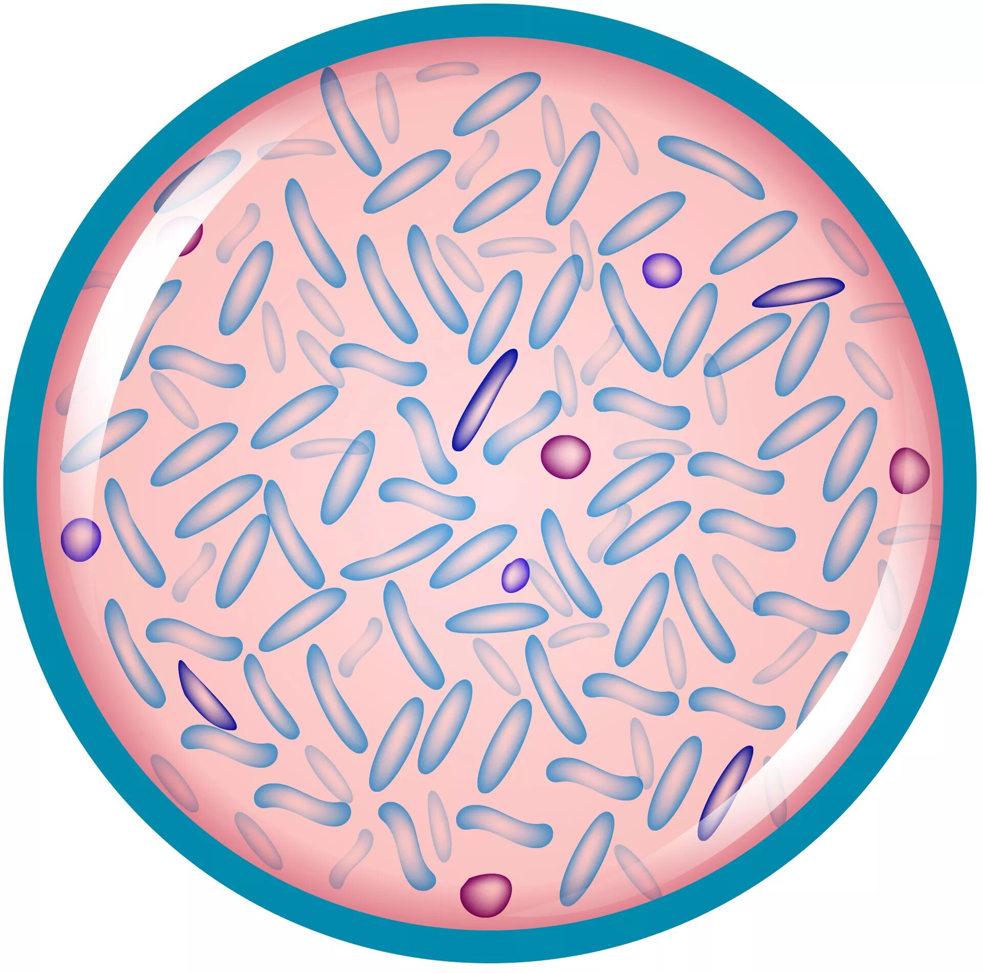 Палочка бифидобактерии. Лактобактерии и лактобациллы. Лактобактерии Lactobacillus. Лактобациллы микробиология. Lactobacillus plantarum микробиология.