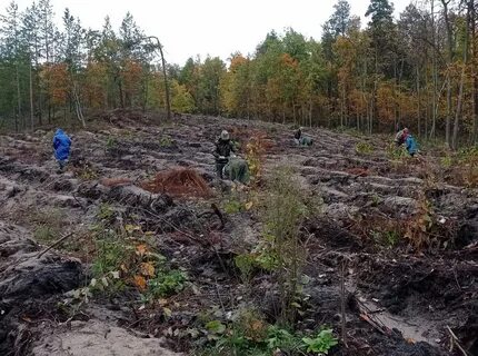 Бесов лес