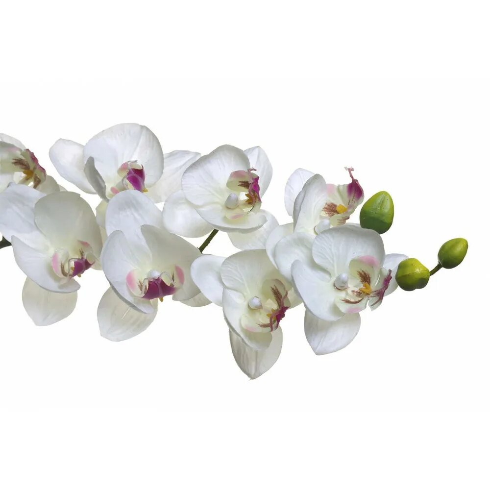 Орхидея купить в туле. Орхидея белая (8j-1219s0003). Фаленопсис Bahia Blanca. Орхидея белая (7a03n00011). Фаленопсис Binty.