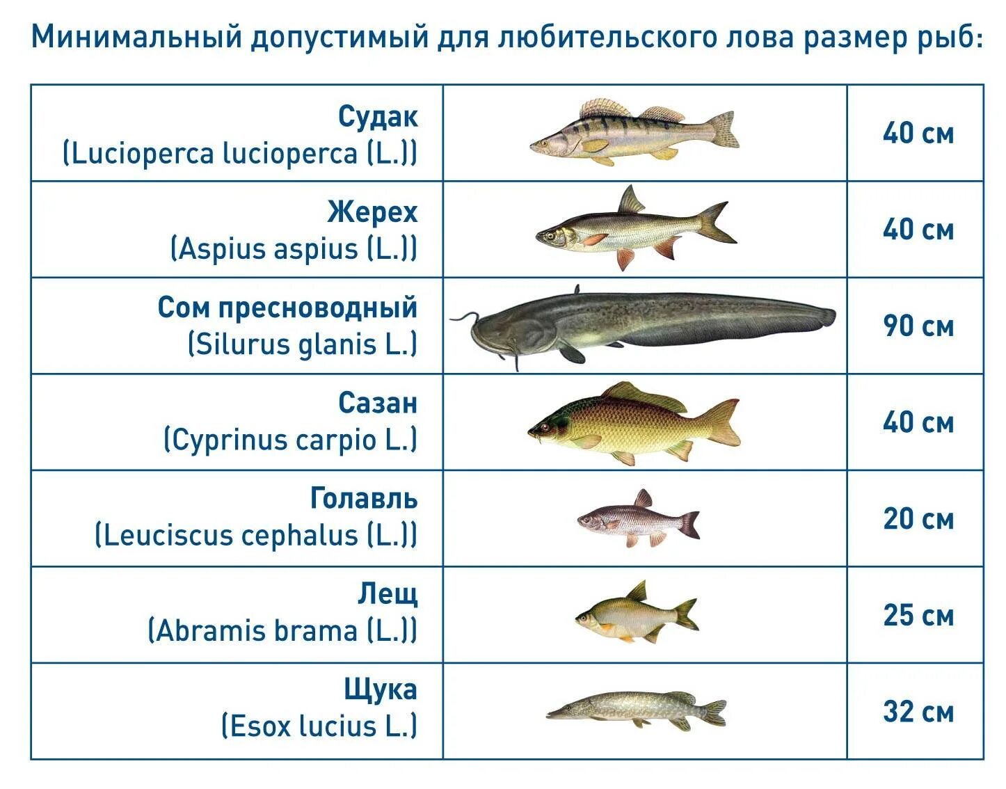 Законы ловли рыбы. Размеры рыб. Размеры рыб для ловли. Разрешенный размер щуки. Минимальный размер щуки разрешенный.