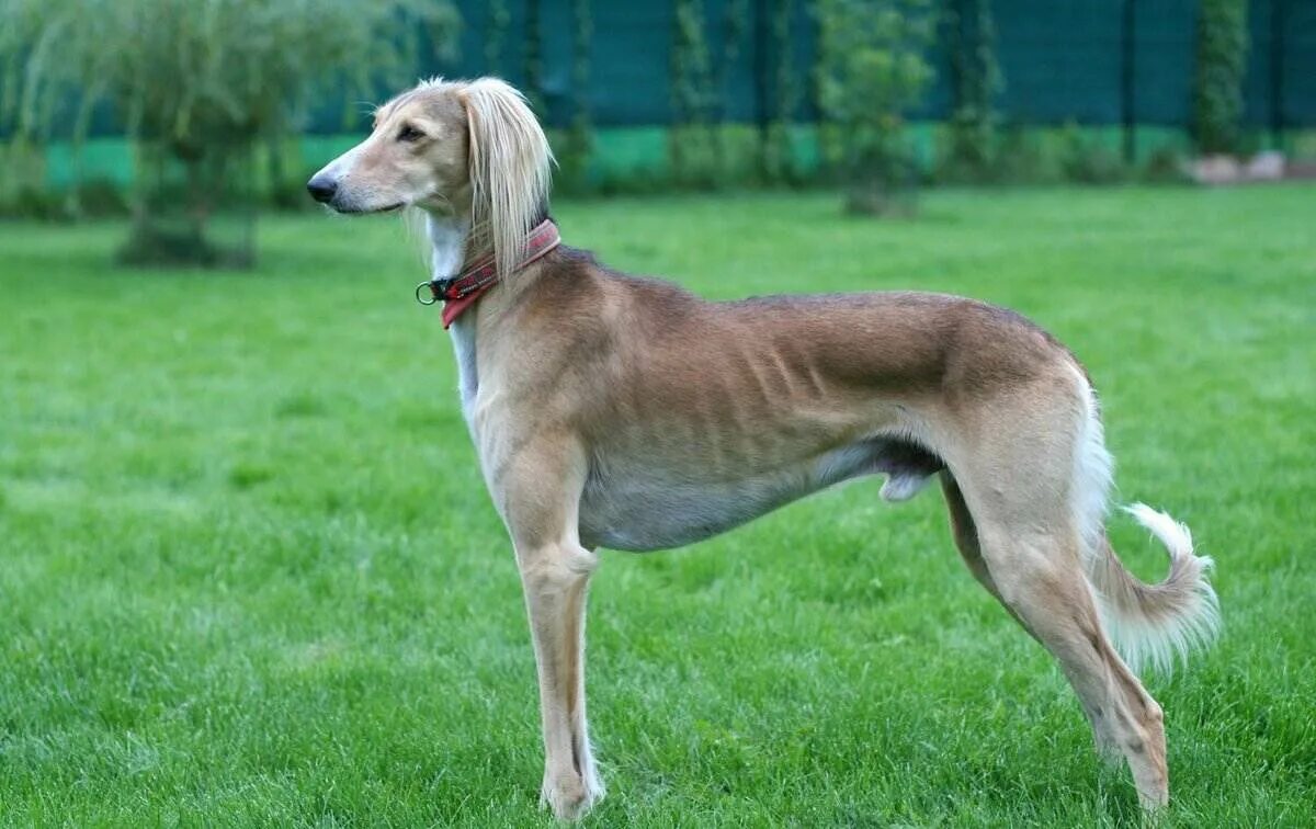 Борзая салюки. Тазы порода. Казахская гончая собака. Борзая среднеазиатская грейхаунд. Тазы порода собак казахская.