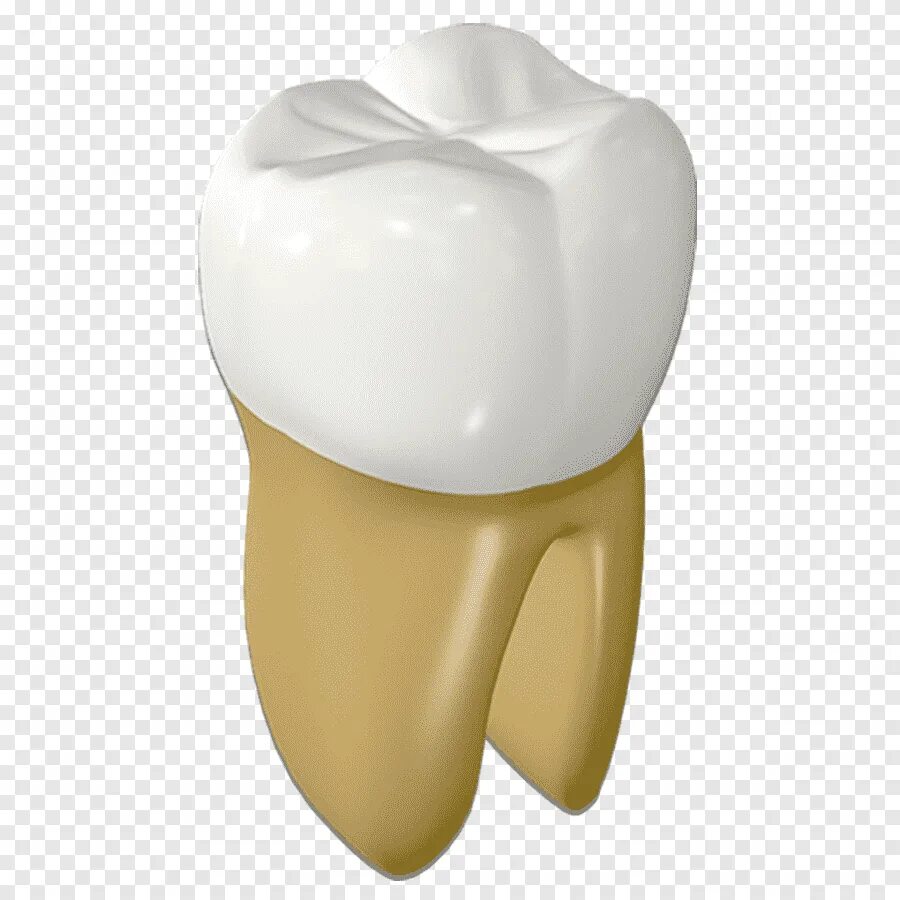 Картинка зубы человека