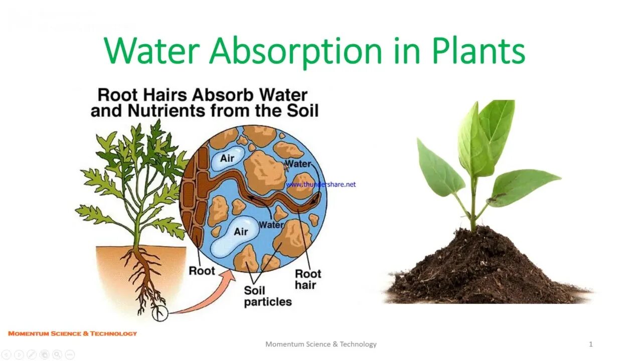 Water absorption. Absorption of Water and Minerals. Plant root. Water absorption at the root. Planting the roots