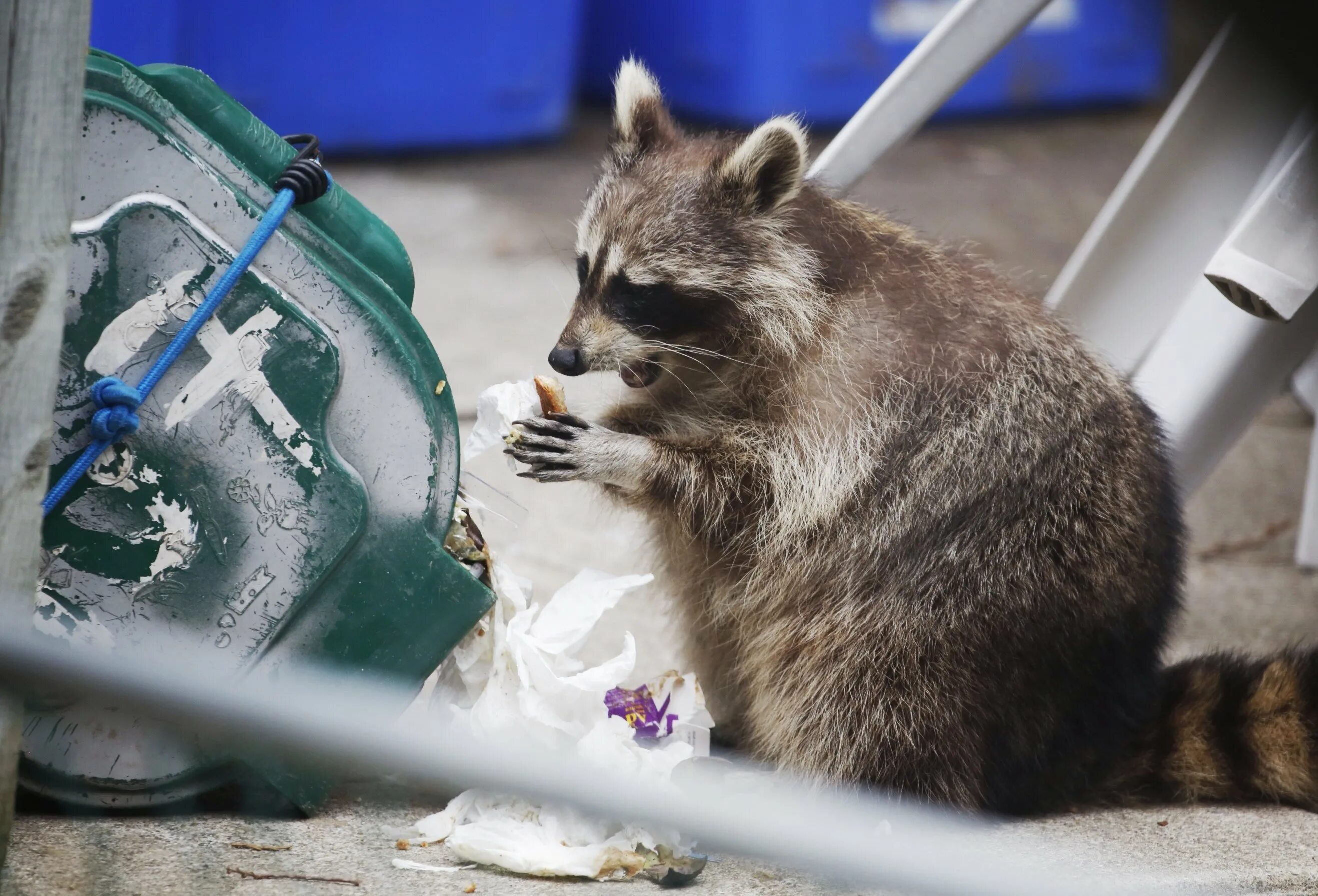 Енот в помойке. Енот-полоскун. Енот в помойке. Raccoon eat trash. Енот в помойке.