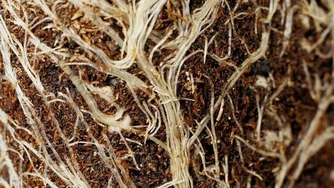 Define root