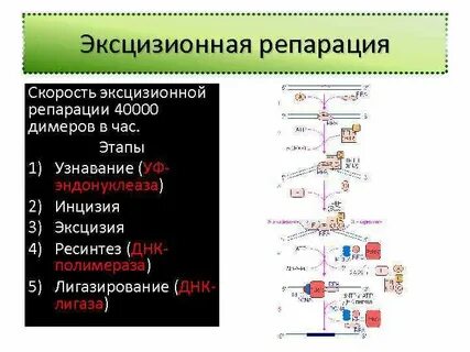 Репарация оснований