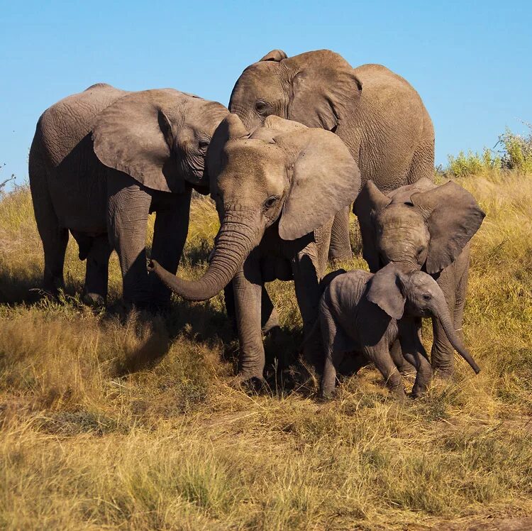 4 слоника. Слоны. Семейство слонов. Семья животных. Стадо слонов.