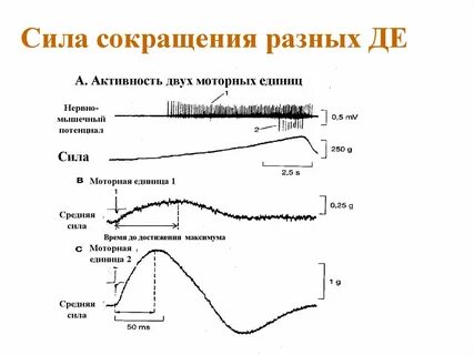 Частота двигательных движений