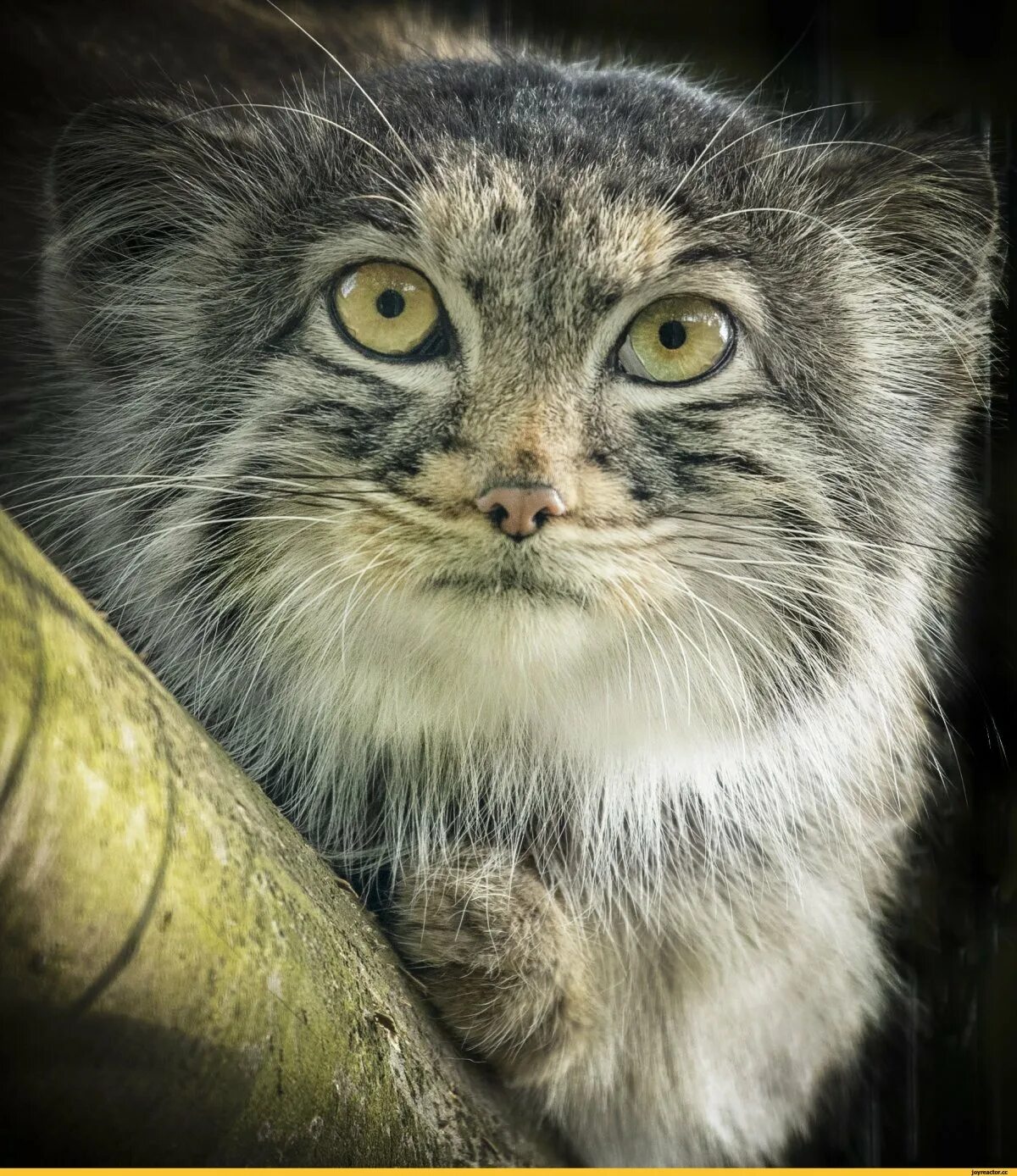 Кот манул забайкальского края. Манул мия из новосибирского зоопарка. Манул видео. Кот манул. Кот манул забайкальского края.