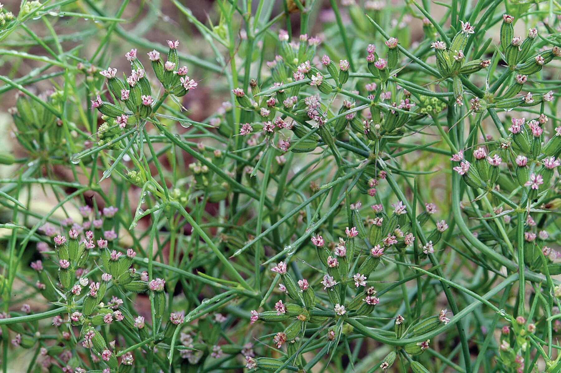 Зира (кумин). Зира растение. Зира, кумин, тмин. Тмин обыкновенный и зира. Cumin kimyon приправа.