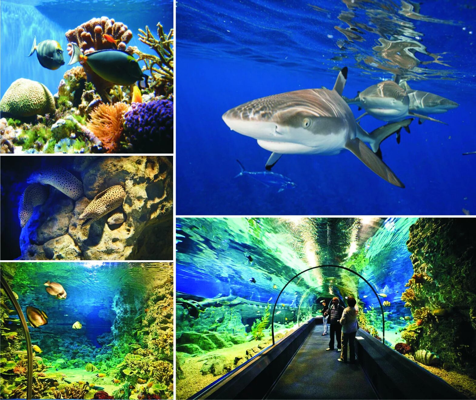 Сочи дискавери аквариум. Океанариум сочи дискавери ворлд аквариум. Океанариум дискавери казань. Sochi discovery world aquarium, сочи, улица ленина, 219а/4. Океанариум дискавери адлер.