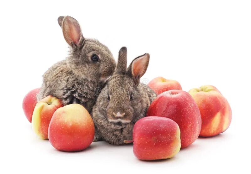 Можно кролику яблоко. Кролик с яблоками. Осень кролики и яблоки. Яблоко красное кролик. Ли зайцы яблоки.