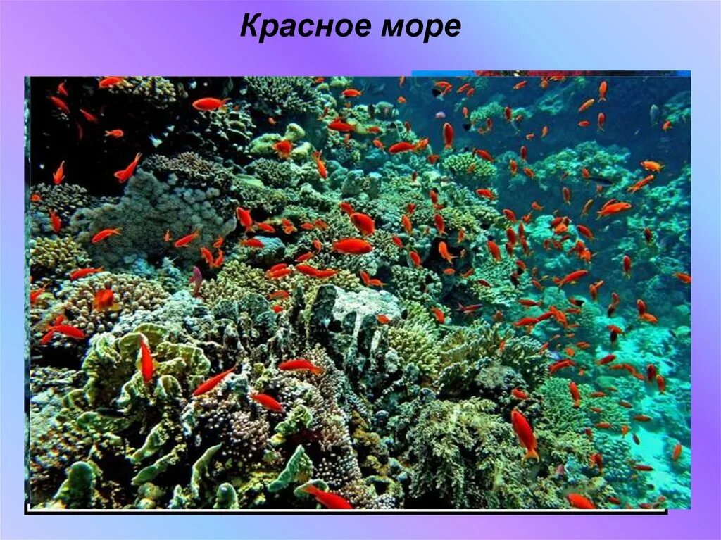 Проект красное море. Красное море презентация. Красное море интересные факты.