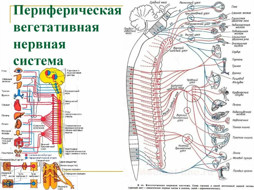 Периферическая нервная система схема строения. Отделы вегетативной нервной системы строение. Структура периферического отдела вегетативной нервной системы. Периферический отдел нервной системы строение. Центр периферическая нервной системы