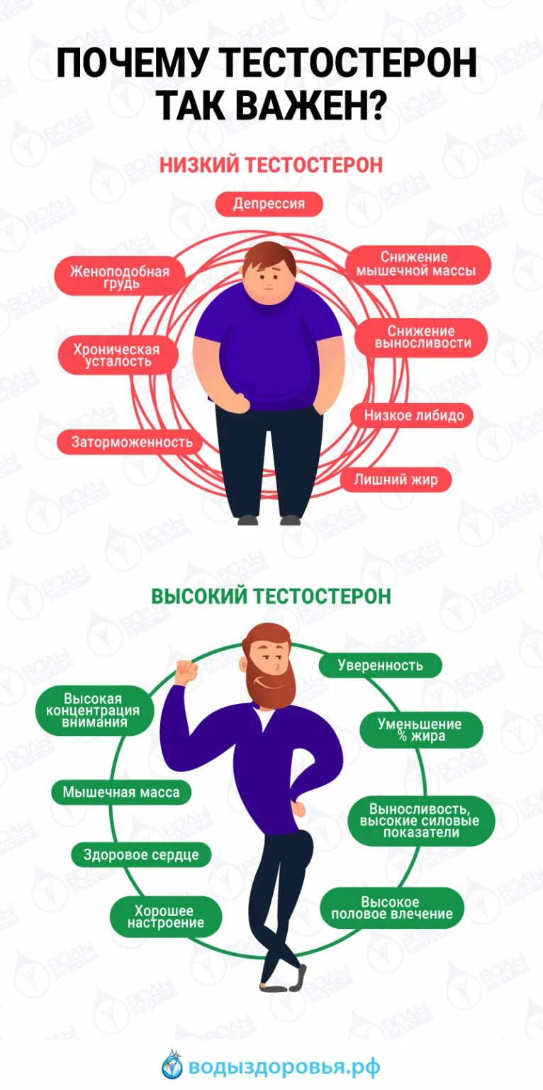 Продукты понижающие тестостерон. Тестостерон у мужчин. что повышает тестостерон у мужчин. продукты повышающие тестостерон. сн жение тестостерона у мужчин.