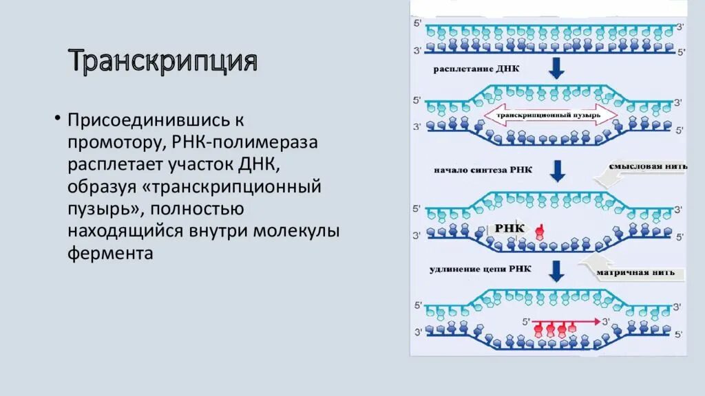 Транскрипция ДНК промотор. Биосинтез белка промотор. Промотор РНК полимераза. Синтез РНК ферментом РНК полимеразой.