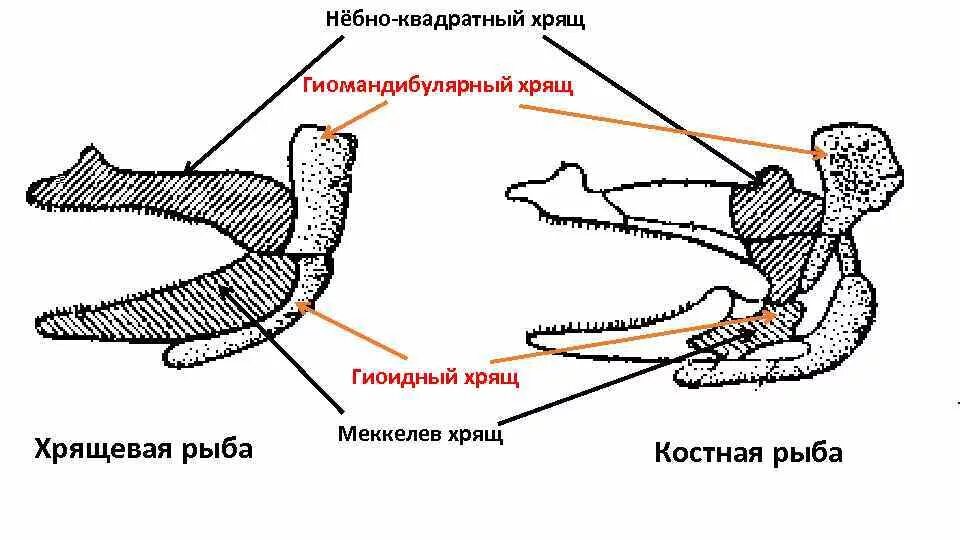 Хрящ у рыб. Хрящевые рыбы хрящевой скелет. Хрящи рыбы. Таблица класс хрящевые рыбы акулы скаты. Слуховые косточки у рыб.