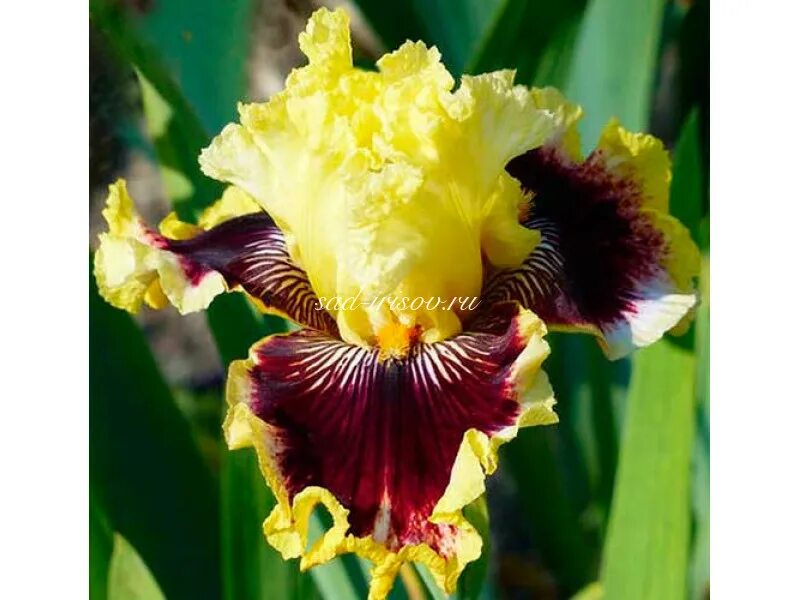 ирис wizard of odds (black 2009). ирис бородатый капучино. ирис бородатый ванити.
