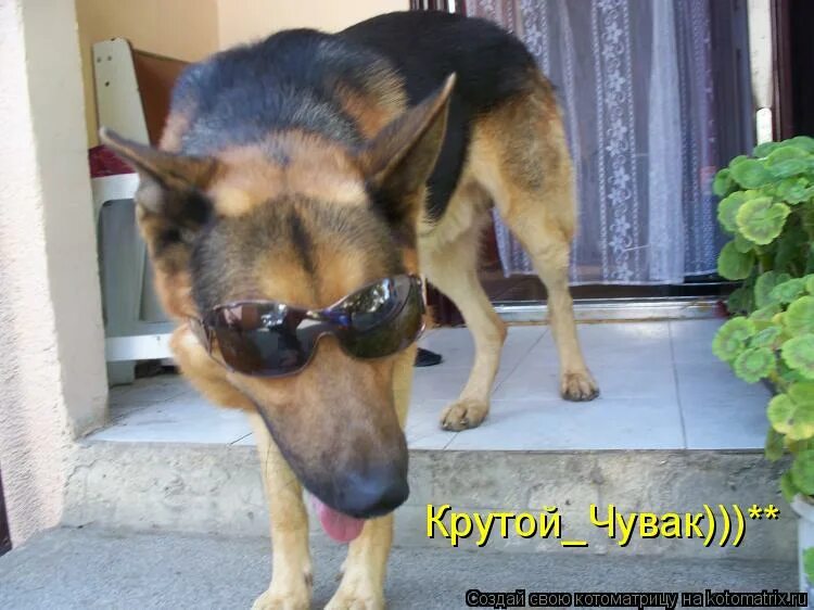 Песня я иду словно чумачечий. Я иду по улице словно чумачечий потому что я нагадил в тапок человечий. Саша наказан мем. Волк мем. Я нагадил в тапок человечий.