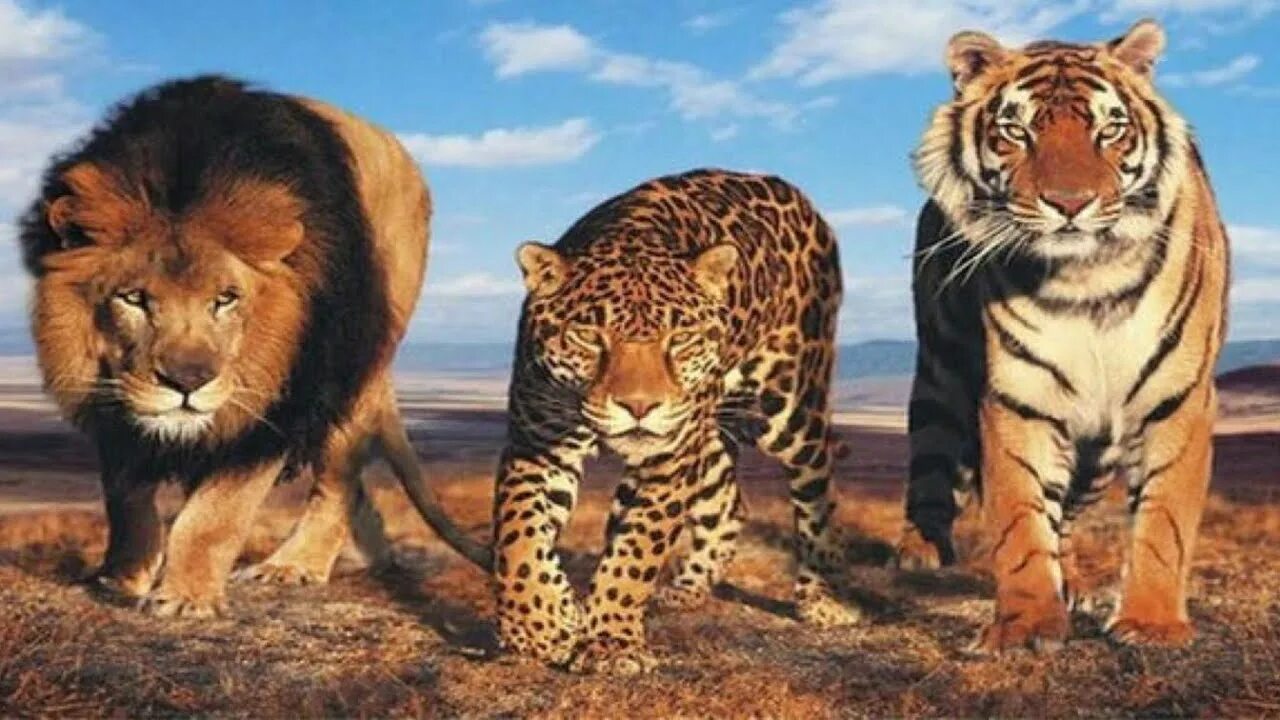 Лев и тигр. Тигры и леопарды. Тигр Лев и леопард. Лев и тигр фото.