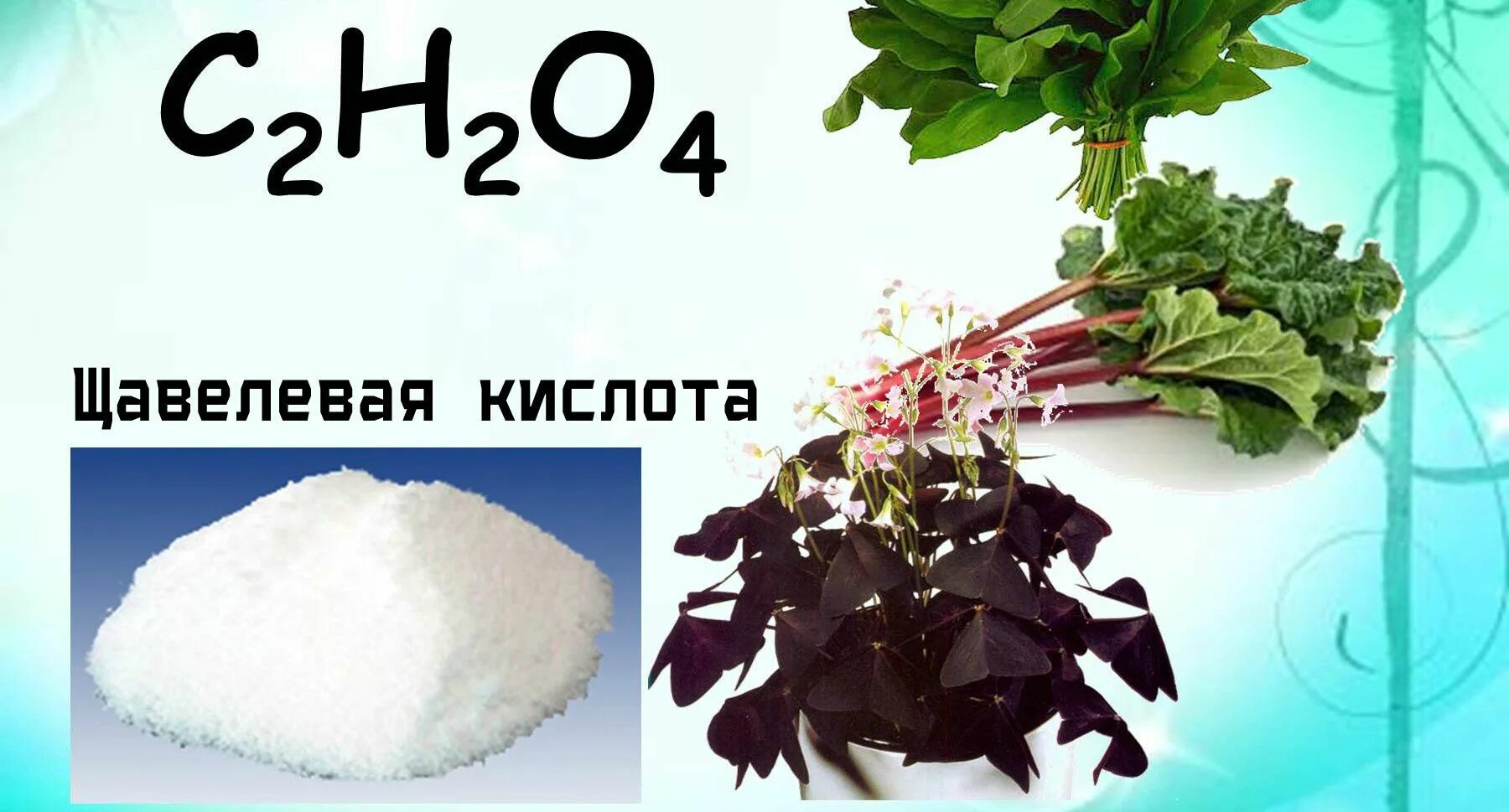 5 раствор щавелевой кислоты. Кислица щавелевая кислота. Щавелевая кислота + cl2. Щавелевая кислота в быту. Щавелевая кислота для растений.