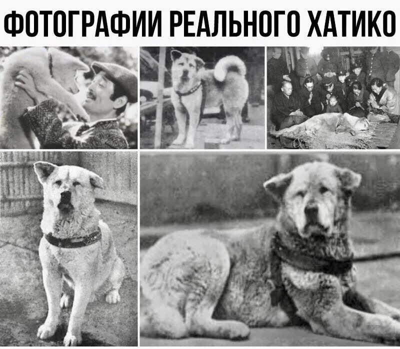 Собака - лучший друг. Добрые собаки для детей. Самому верному псу. Военная собака. Встреча животных.