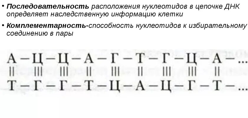 Последовательность транскрибируемой цепи гена днк. Дне последовательность нуклеотидоа. Последовательность нуклеотидов ДНК. Последовательность нуклеотидов в ДНК 2. Нуклеотидная цепь ДНК.