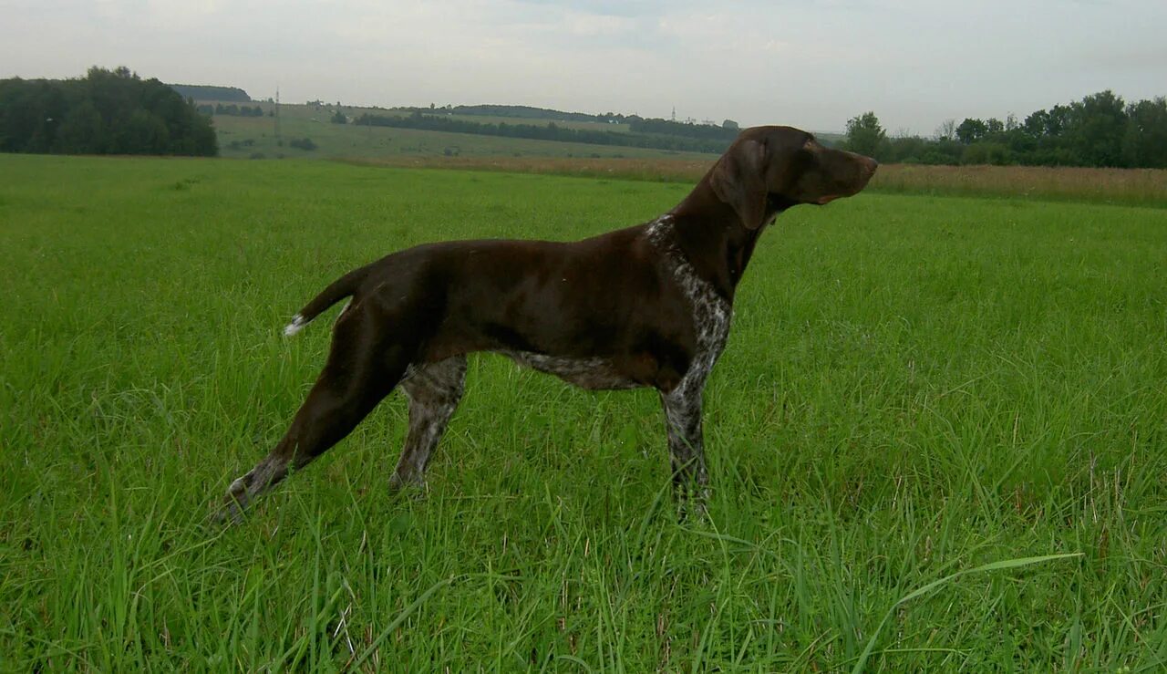 Курцхаар и дратхаар. Метис дратхаара. Курцхаар и дратхаар. Охотничья собака дратхаар и курцхаар. Немецкий пойнтер дратхаар.